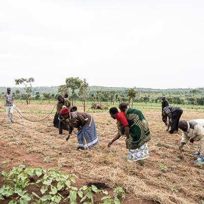 Lingadzi Solar Powered Irrigation Scheme Farmers Hand Weeding In A Matched Tomato Field While One Is Watering